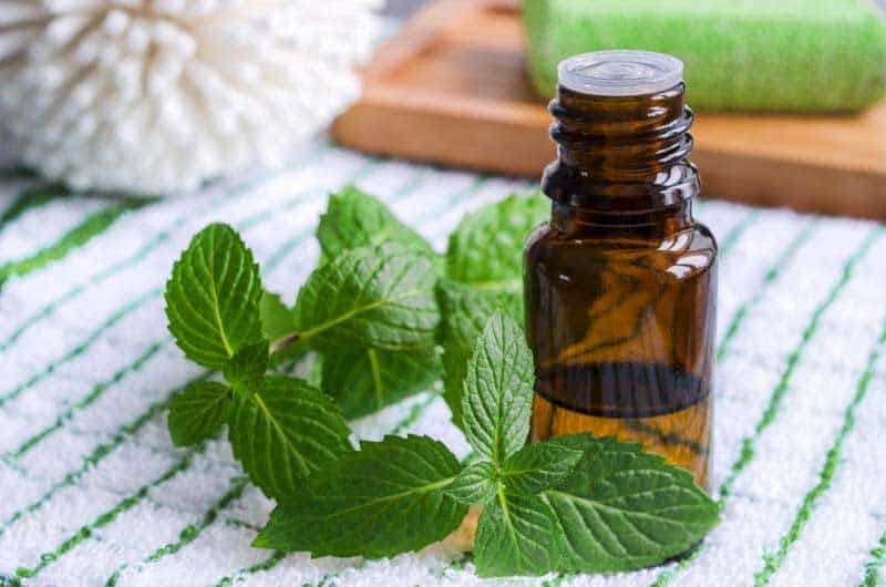 Spearmint Oil Wholesale Supplier and Manufacturer in India