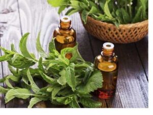 Mint Essential Oil