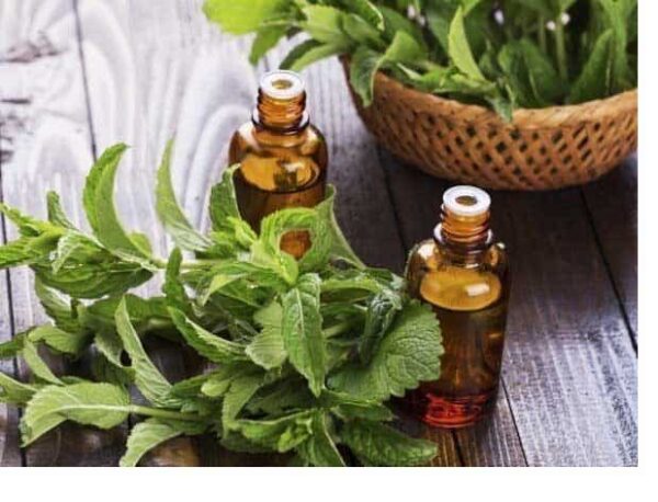 Mint Essential Oil