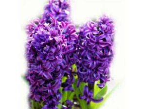 Hyacinth Floral Absolute Oil