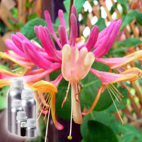 Honeysuckle Essential Oil Manufacturer, Wholesale Supplier India