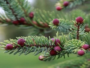 Spruce Essential Oil