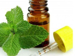 Mentha Citrata Essential Oil