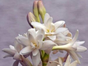 Tuberose Floral Absolute Oil