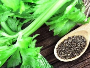 Celery Seed Essential Oil