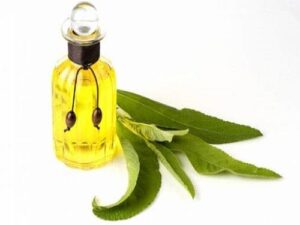 Camphor Essential Oil