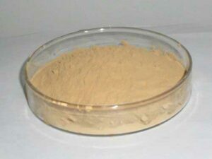 Noni Extract Powder