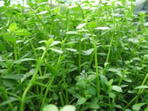 Bacopa Monniera (Brahmi)