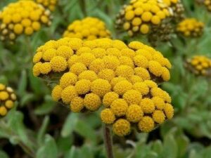 Helichrysum Essential Oil