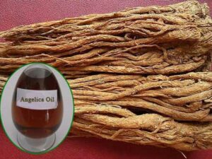 Angelica Root Essential Oil