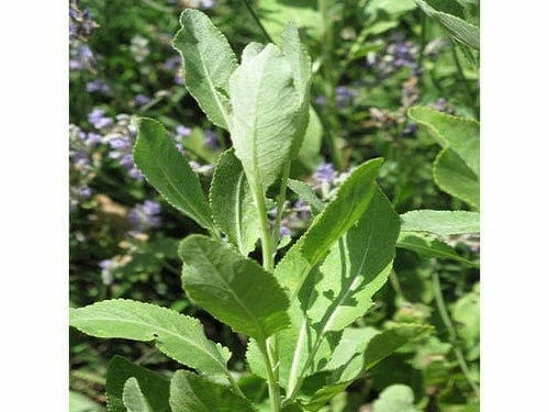 Costmary Essential Oil