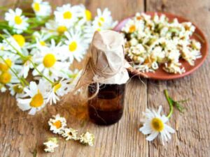 Chamomile German Essential Oil