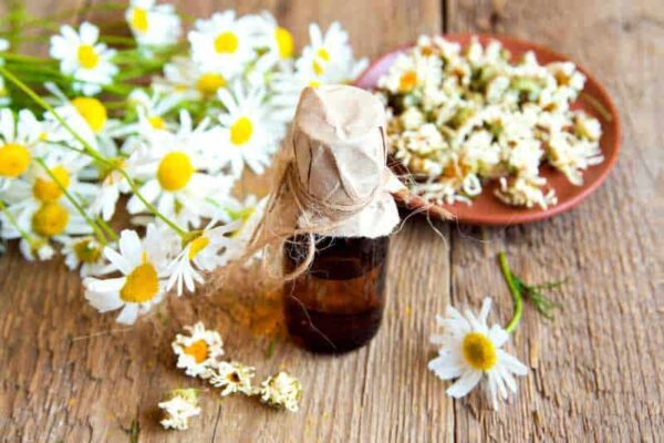 Chamomile German Essential Oil