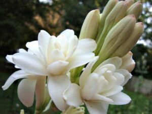 Tuberose Hydrosol