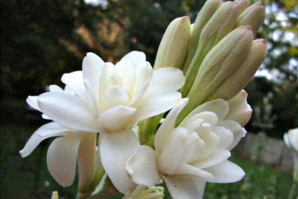 Tuberose Hydrosol