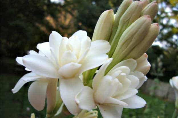 Buy Online Tuberose Essential Oil at Best Price