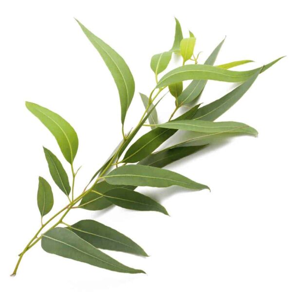 Eucalyptus Hydrosol