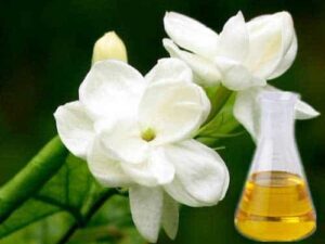 Jasmine Grandiflorum Essential Oil
