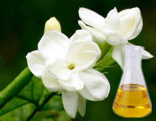 Buy Online Jasmine Essential Oil at Low Price