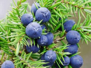 Juniper Berry Hydrosol