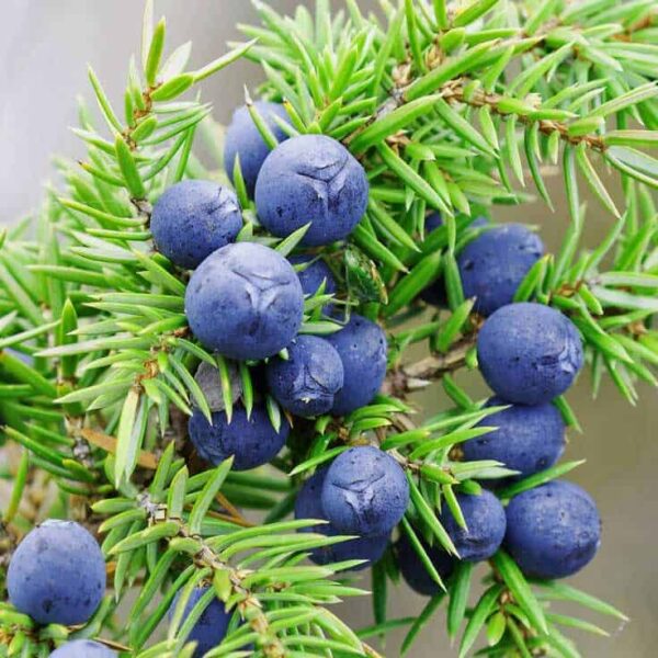 Juniper Berry Hydrosol