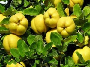 Quince Fruit