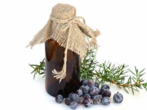 Juniper Berry Essential Oil