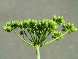 Parsley Hydrosol