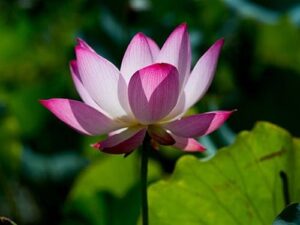 Pink Lotus Floral Absolute Oil