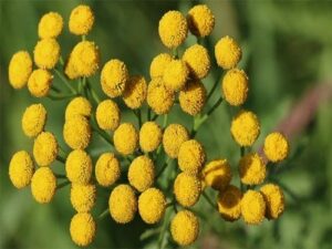 Blue Tansy Essential Oil