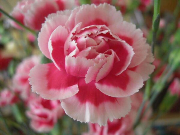 Carnation Floral Absolute Oil