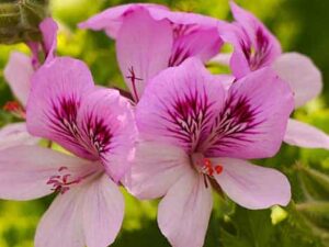 Rose Geranium Essential Oil