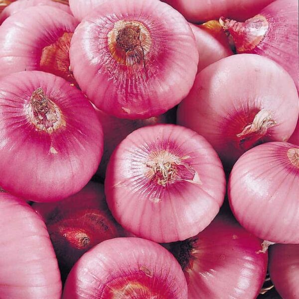 Onion Oleoresin