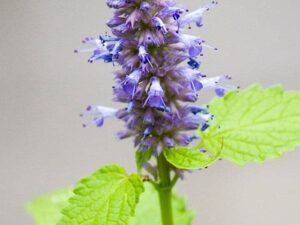 Hyssop Hydrosol