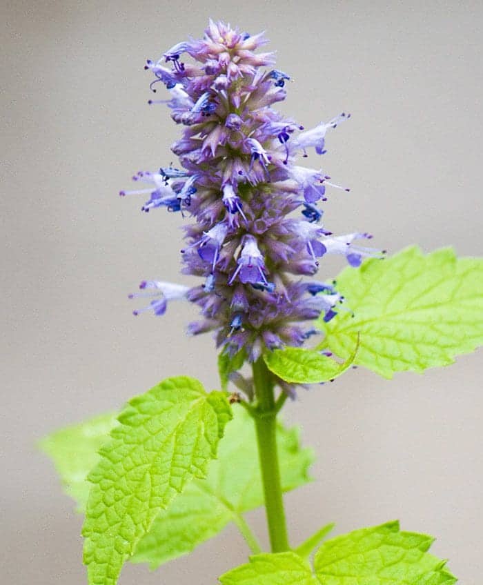 Hyssop Hydrosol