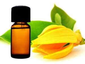 Ylang Ylang Essential Oil