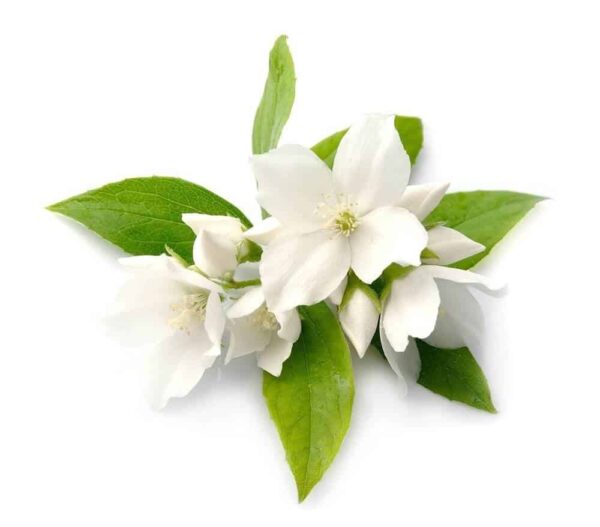 Jasmine Grandiflorum Hydrosol