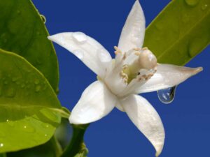 Neroli Hydrosol