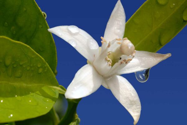 Neroli Hydrosol