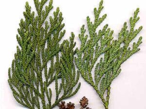 Thuja Essential Oil