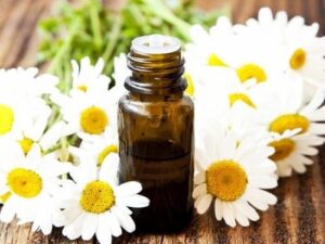 Chamomile Roman Essential Oil