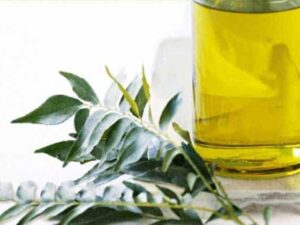 Curry Leaf Essential Oil