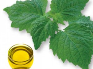 Patchouli Essential Oil