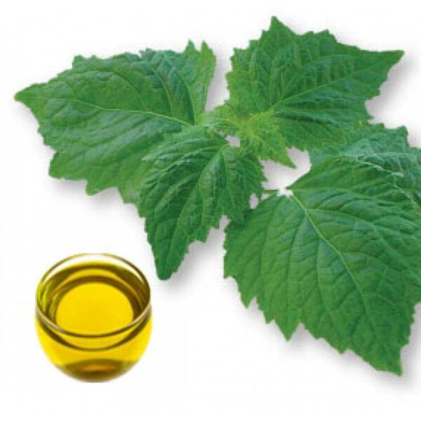 Patchouli Essential Oil