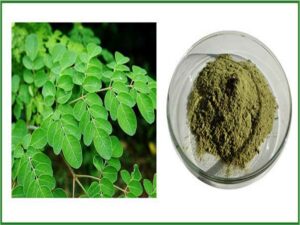 Moringa Oleifera Extract