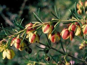 Boronia Floral Absolute Oil