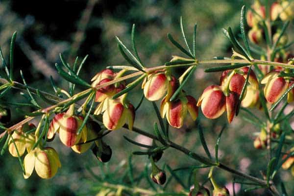 Boronia Floral Absolute Oil