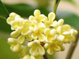 Osmanthus Floral Absolute Oil