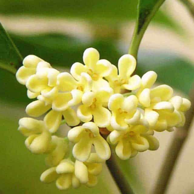 Osmanthus Floral Absolute Oil