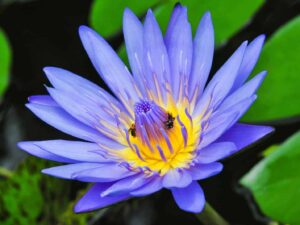 Blue Lotus Floral Absolute Oil